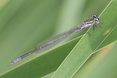 Coenagrion pulchellum - Variable Bluet