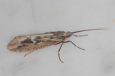 Phryganea grandis