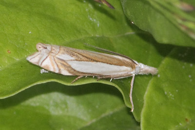 Crambus pascuella