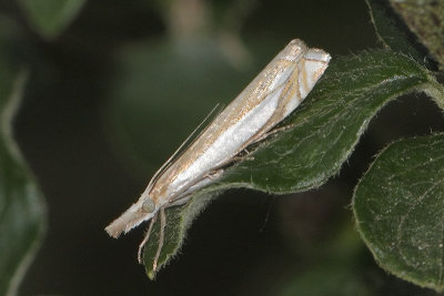 Crambus pascuella