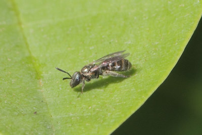 Lasioglossum sexstrigatum - Fringed Furrow Bee