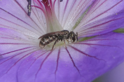 Lasioglossum morio - Green Furrow Bee