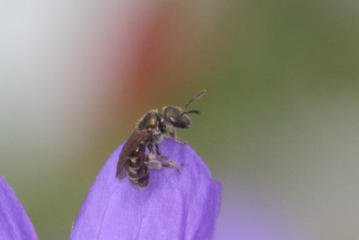Lasioglossum morio - Green Furrow Bee