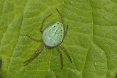 Araniella sp. - Cucumber Spider unknown
