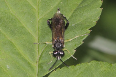Macrophya montana