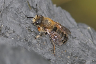 Megachile willughbiella - Willughby's Leafcutter Bee
