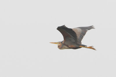 Ardea purpurea - Purple Heron