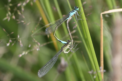 Ischnura elegans - Common Bluetail