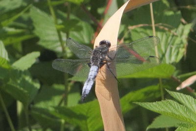 Libellula fulva - Scarce Chaser