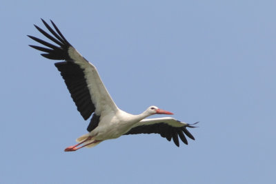 Ciconia ciconia - White Stork