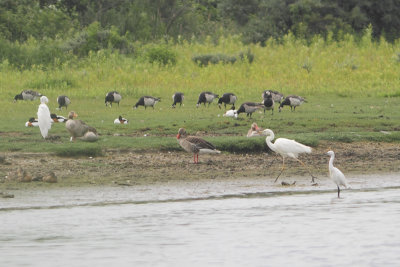 3691 Kleine Zilverreiger