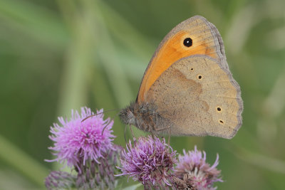 Maniola jurtina - Meadow Brown