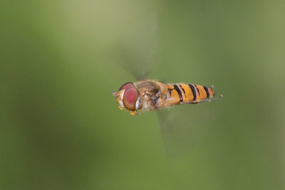 Zweefvliegen - Hoverflies