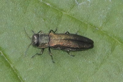 Agrilus viridis