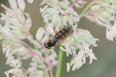 Melanostoma scalare - Long-winged Duskyface