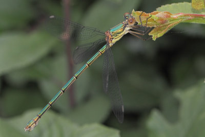 Lestes viridis - Green Emerald Damselfly