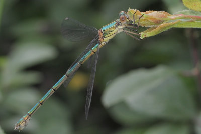 Lestes viridis - Green Emerald Damselfly