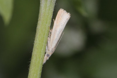 Agriphila straminella