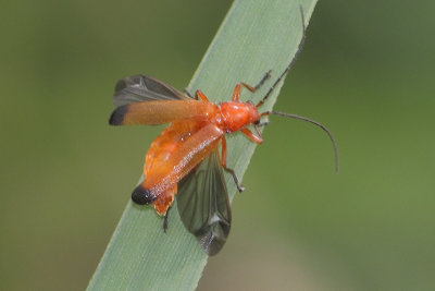 Rhagonycha fulva - Common Red Soldier Beetle