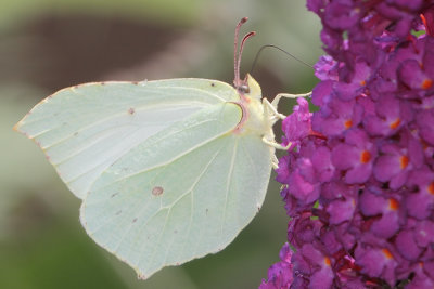 Gonepteryx rhamni - Brimstone