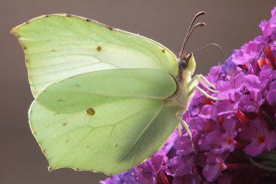 Gonepteryx rhamni - Brimstone