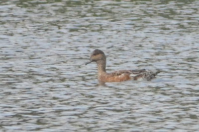Mareca penelope - Wigeon?
