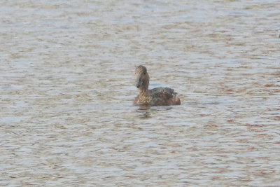 Mareca penelope - Wigeon?