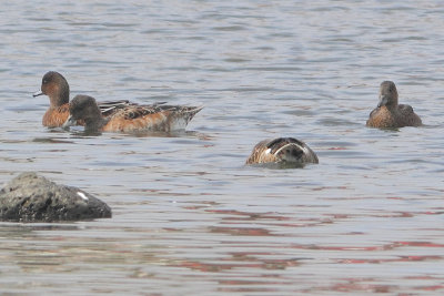 Mareca penelope - Wigeon?