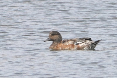 Mareca penelope - Wigeon?
