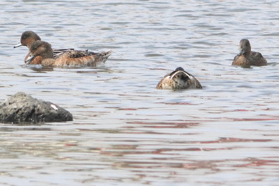 Mareca penelope - Wigeon?