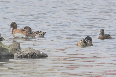 Mareca penelope - Wigeon?