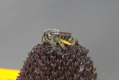 Heriades truncorum - Large-headed Resin Bee