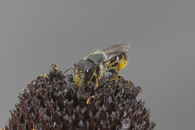 Heriades truncorum - Large-headed Resin Bee
