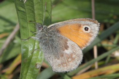 Coenonympha pamphilus -Small Heath