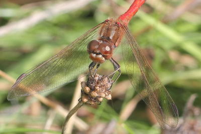 Sympetrum vulgatum - Moustached Darter