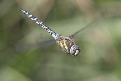 Aeshna mixta - Migrant Hawker