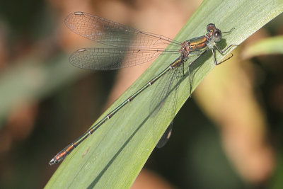 Chalcolestes viridis - Green Emerald Damselfly