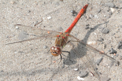 Sympetrum striolatum - Common Darter