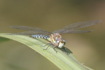 Aeshna mixta - Migrant Hawker