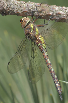 Aeshna mixta - Migrant Hawker