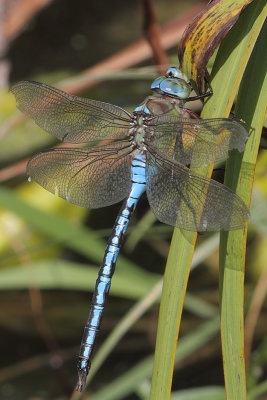 Anax imperator - Blue Emperor