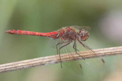 Sympetrum vulgatum - Moustached Darter