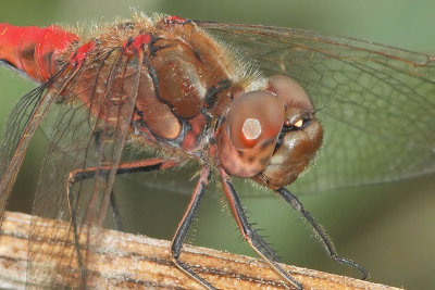 Sympetrum vulgatum - Moustached Darter