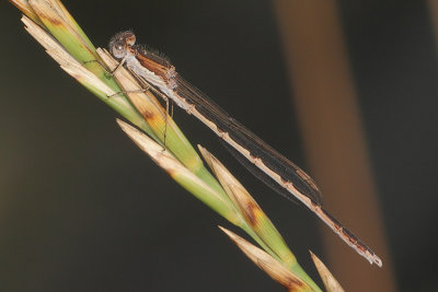 Sympecma fusca - Common Winter Damsel