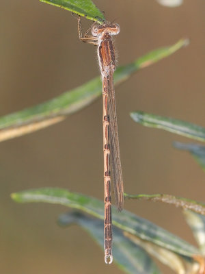 Sympecma fusca - Common Winter Damsel