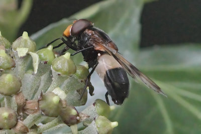 Volucella pellucens - Pellucid Fly