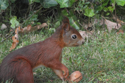 Sciurus vulgaris - Eurasian Red Squirrel 