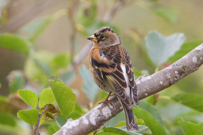 Fringilla montifringilla - Brambling