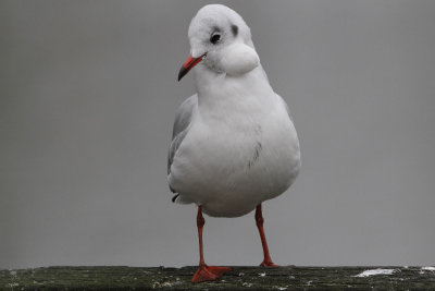 3223 Kokmeeuw