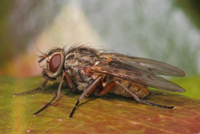 A common fly.